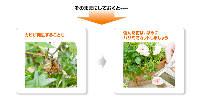 傷んだ花は早めにカットしましょう