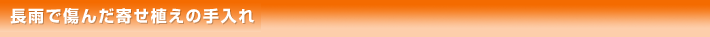 長雨で傷んだ寄せ植えの手入れ