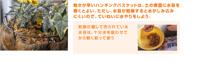 乾きが早いハンギングバスケットは、土の表面に水苔を敷くとよい。ただし、水苔が乾燥すると水がしみ込みにくいので、ていねいに水やりをしよう