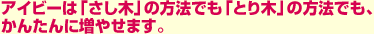 アイビーは「さし木」の方法でも「とり木」の方法でも、かんたんに増やせます。