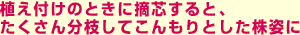 植え付けのときに摘芯すると、たくさん分枝してこんもりとした株姿に