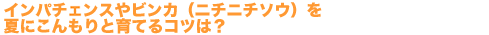 インパチェンスやビンカ（ニチニチソウ）を夏にこんもりと育てるコツは？