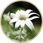 フランネルフラワー