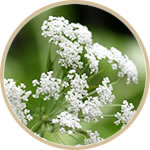 ホワイトレースフラワー