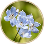 デルフィニウム