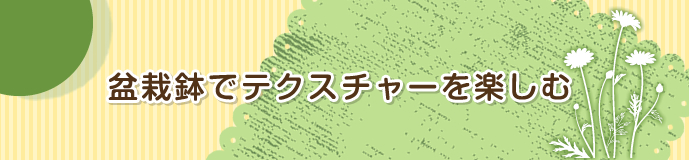 5月 盆栽鉢でテクスチャーを楽しむ