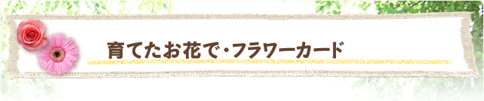 育てたお花で・フラワーカード