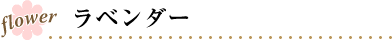 ラベンダー