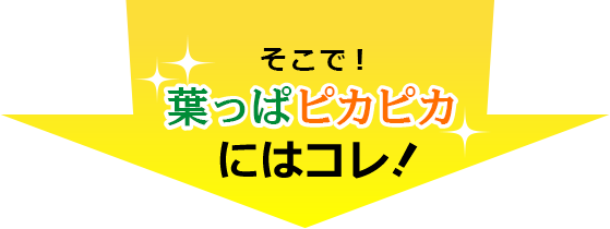 そこで！葉っぱピカピカにはコレ！
