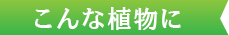 こんな植物に