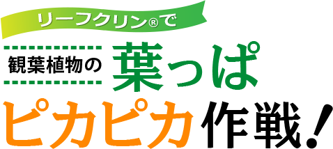 リーフクリン®で観葉植物の葉っぱピカピカ作戦!