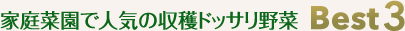 コンテナでも育つ人気の夏野菜Best3