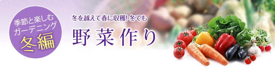 季節と楽しむガーデニング 冬編冬を越えて春に収穫！冬でも野菜作り