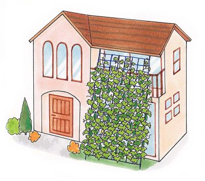 緑のカーテンのお家