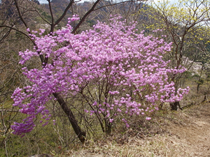 クリスマスローズ