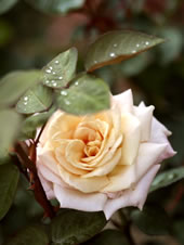 バラ（'ジャルダン・ド・バガテーユ'）