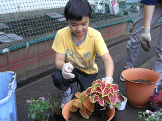 コリウスの葉は花みたいにさまざまな色があるんだね