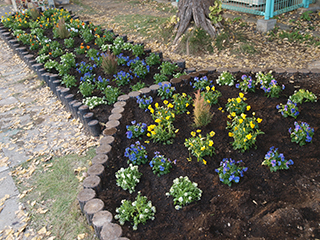 ⑩ビオラの輪の中心にエリカで高さのアクセント。端のコーナーには甘い香りの白いアリッサムを