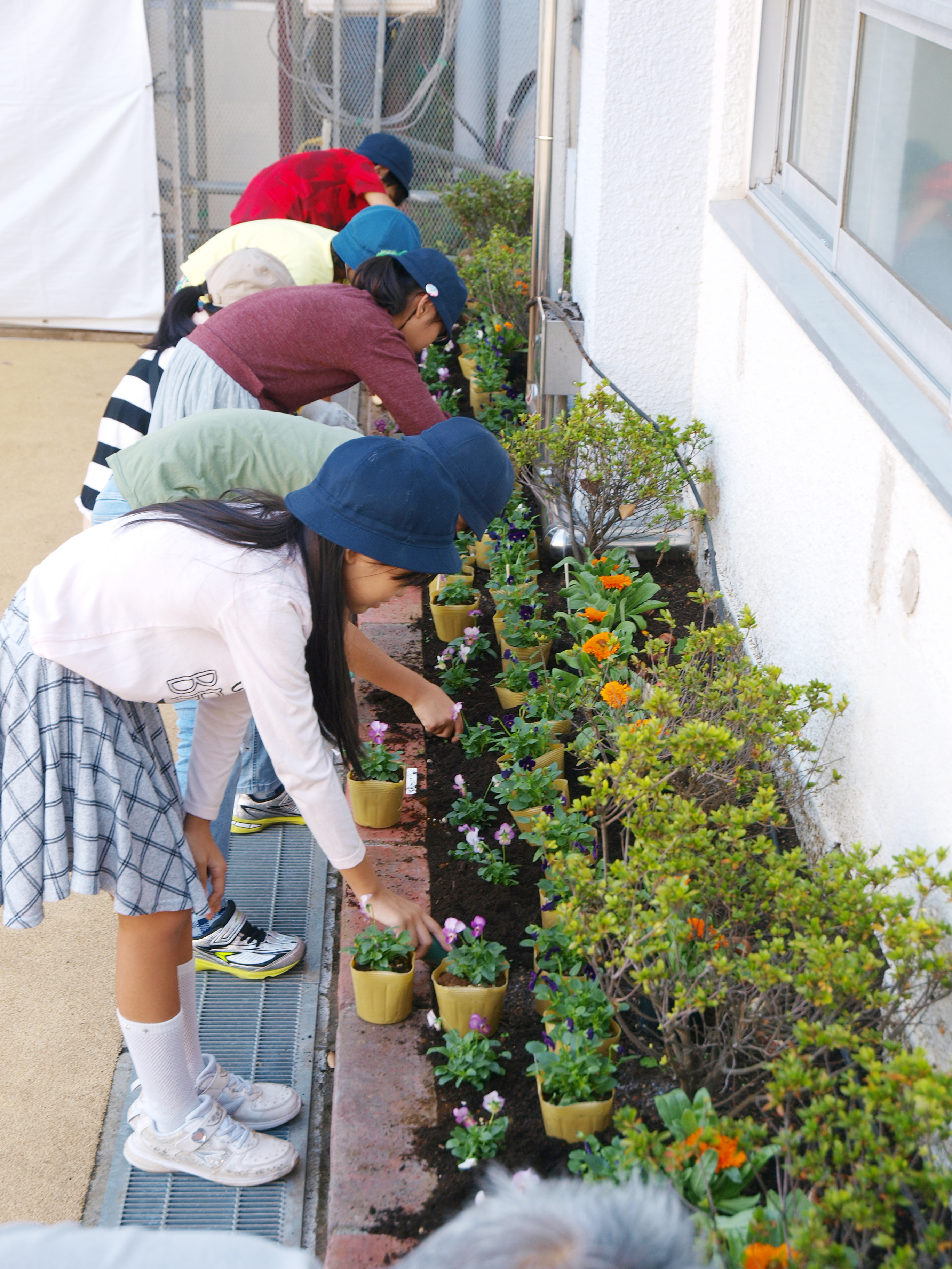 チームに分かれて、各種類の球根や苗の配置に気をくばりながら植えていきます
