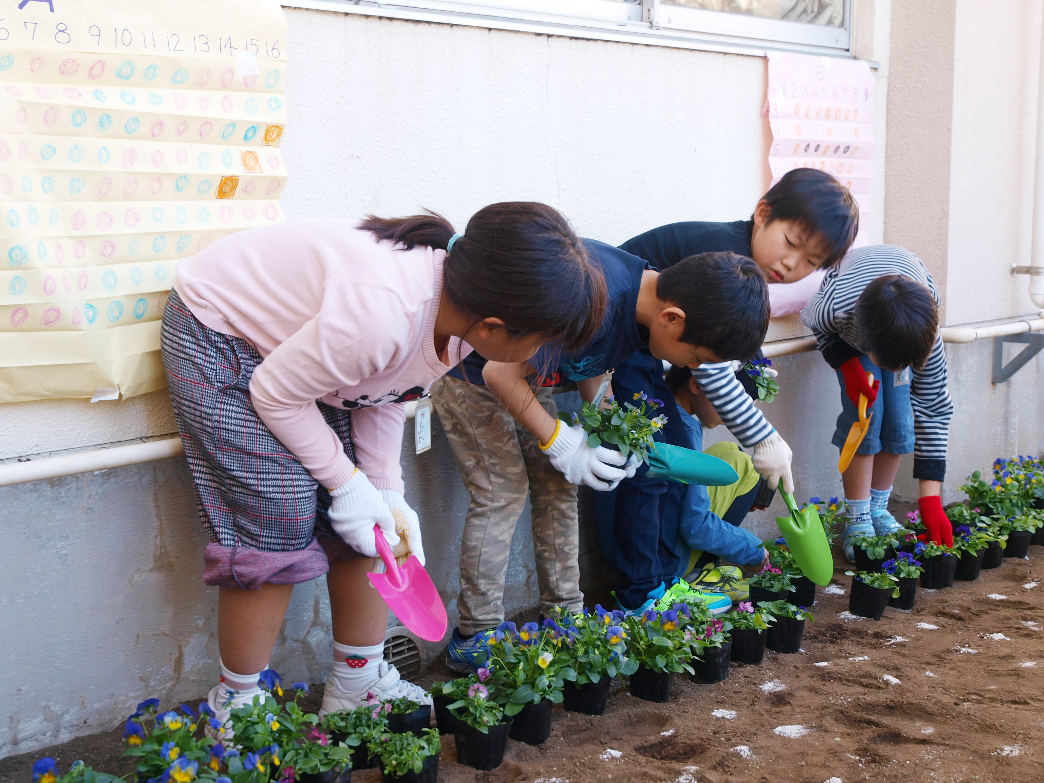 配置と色をしっかり確認して、パンジーを植えます