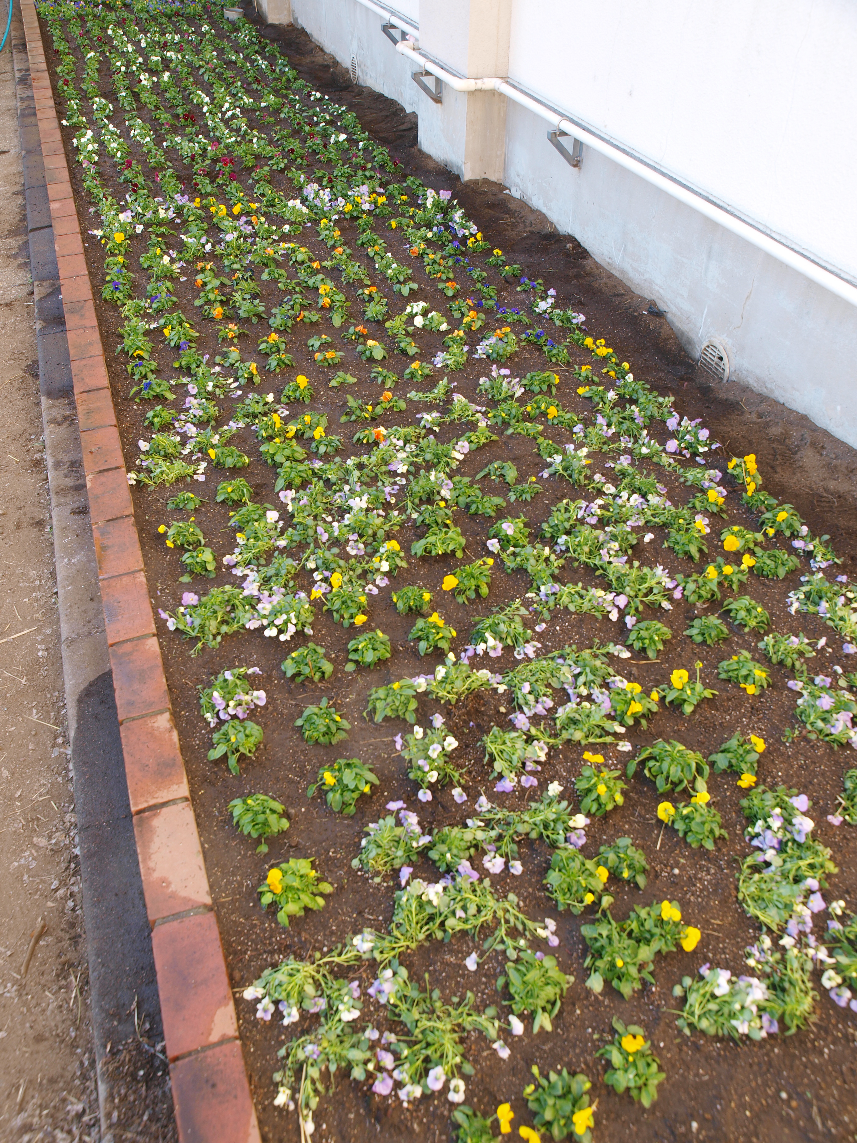 パンジーで45の数字とろっくりくん、わかりますか？