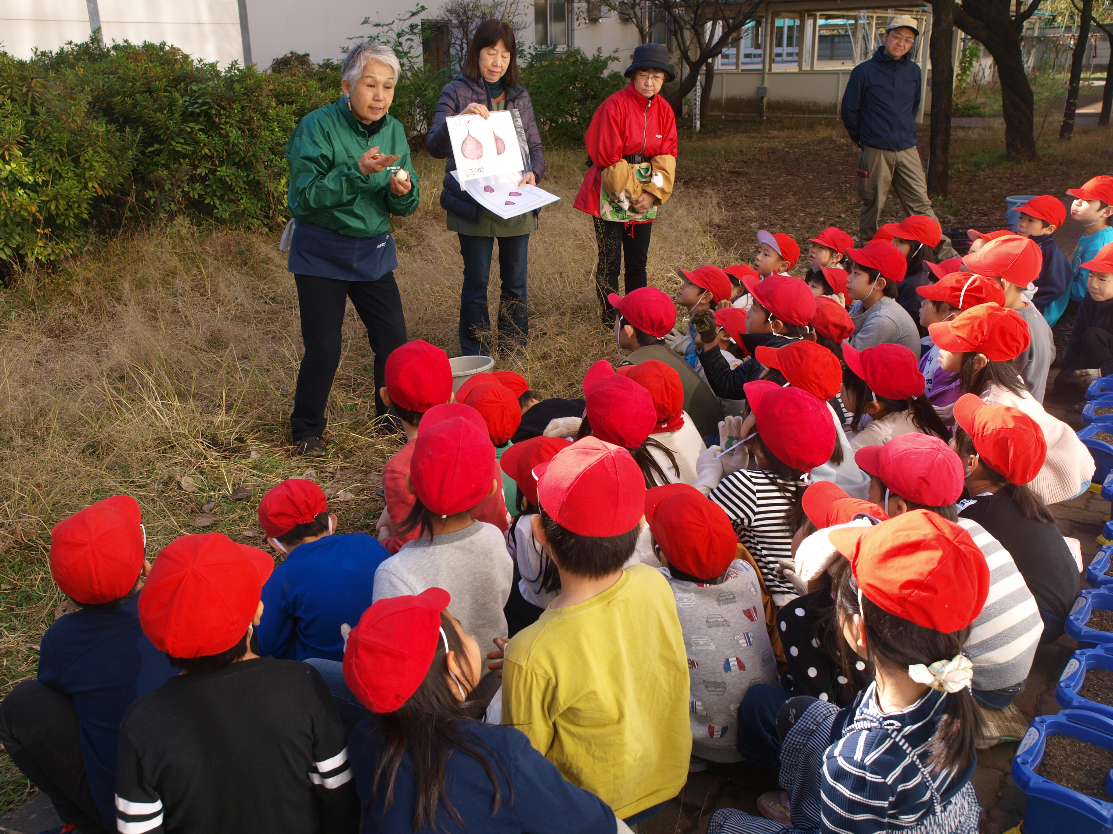 チューリップの球根の植え方についての説明を聞いています