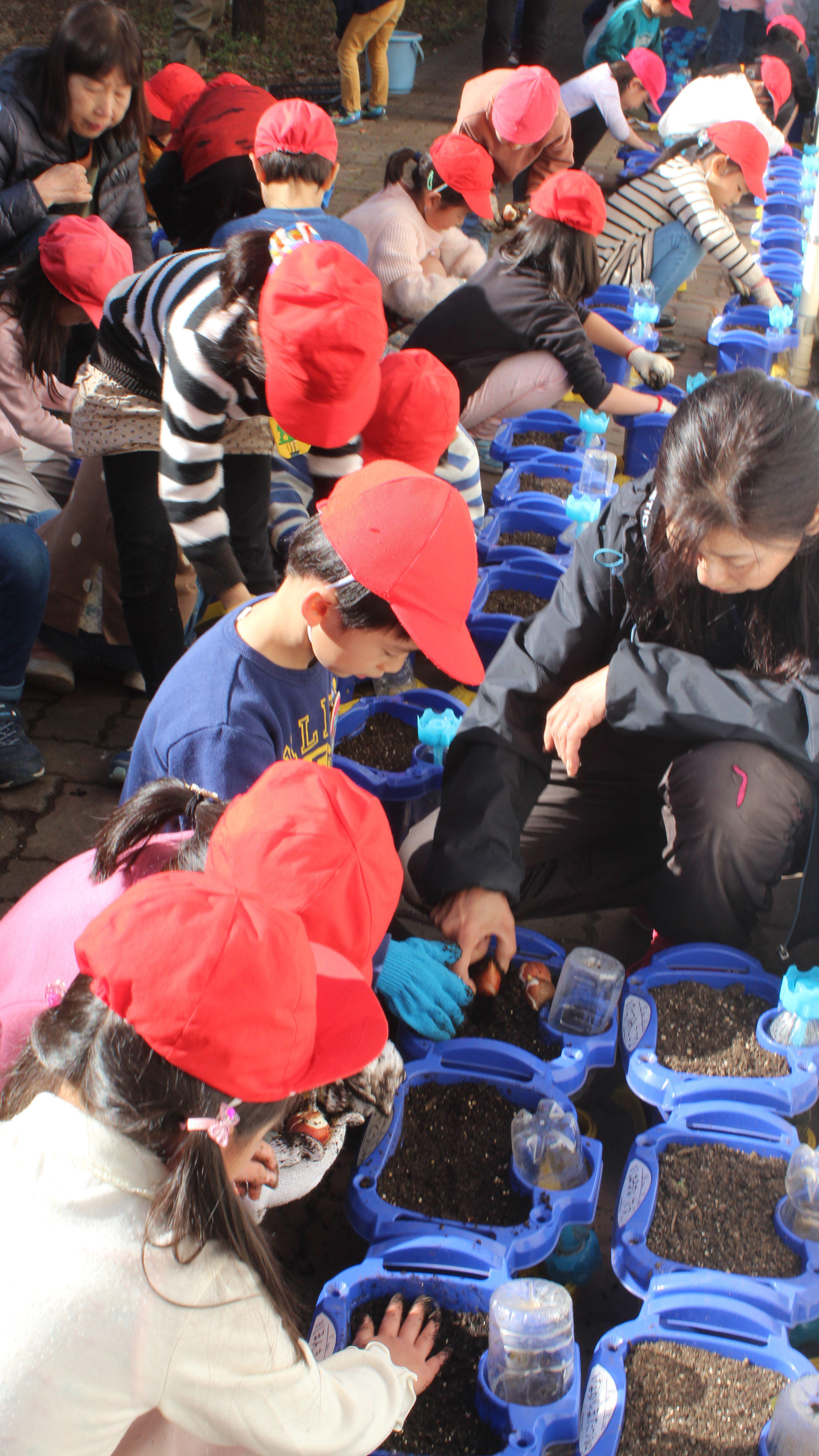 球根の頭が見えなくなるまで、土をかぶせます