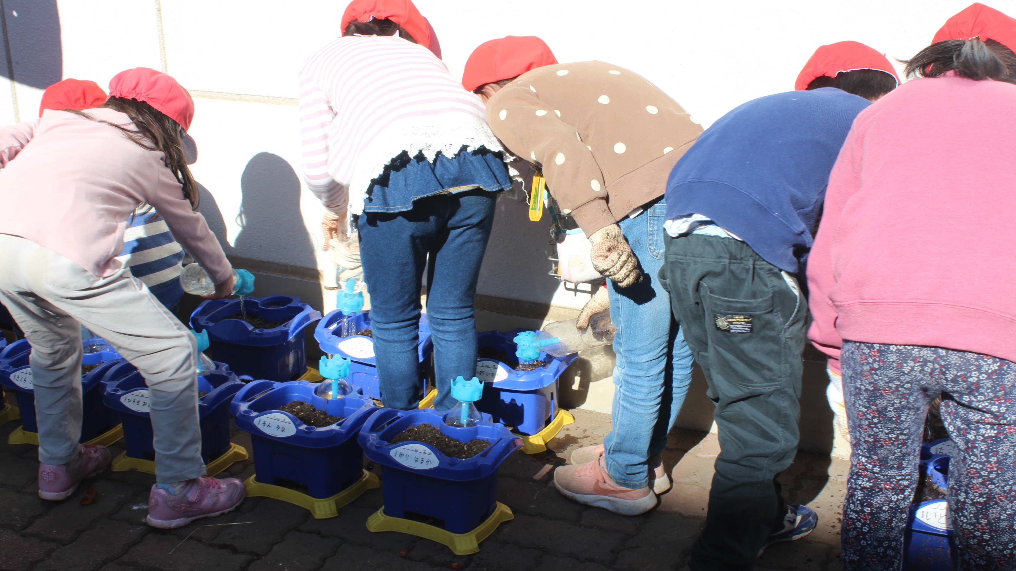 水を満タンにしたペットボトルで、水やりをします