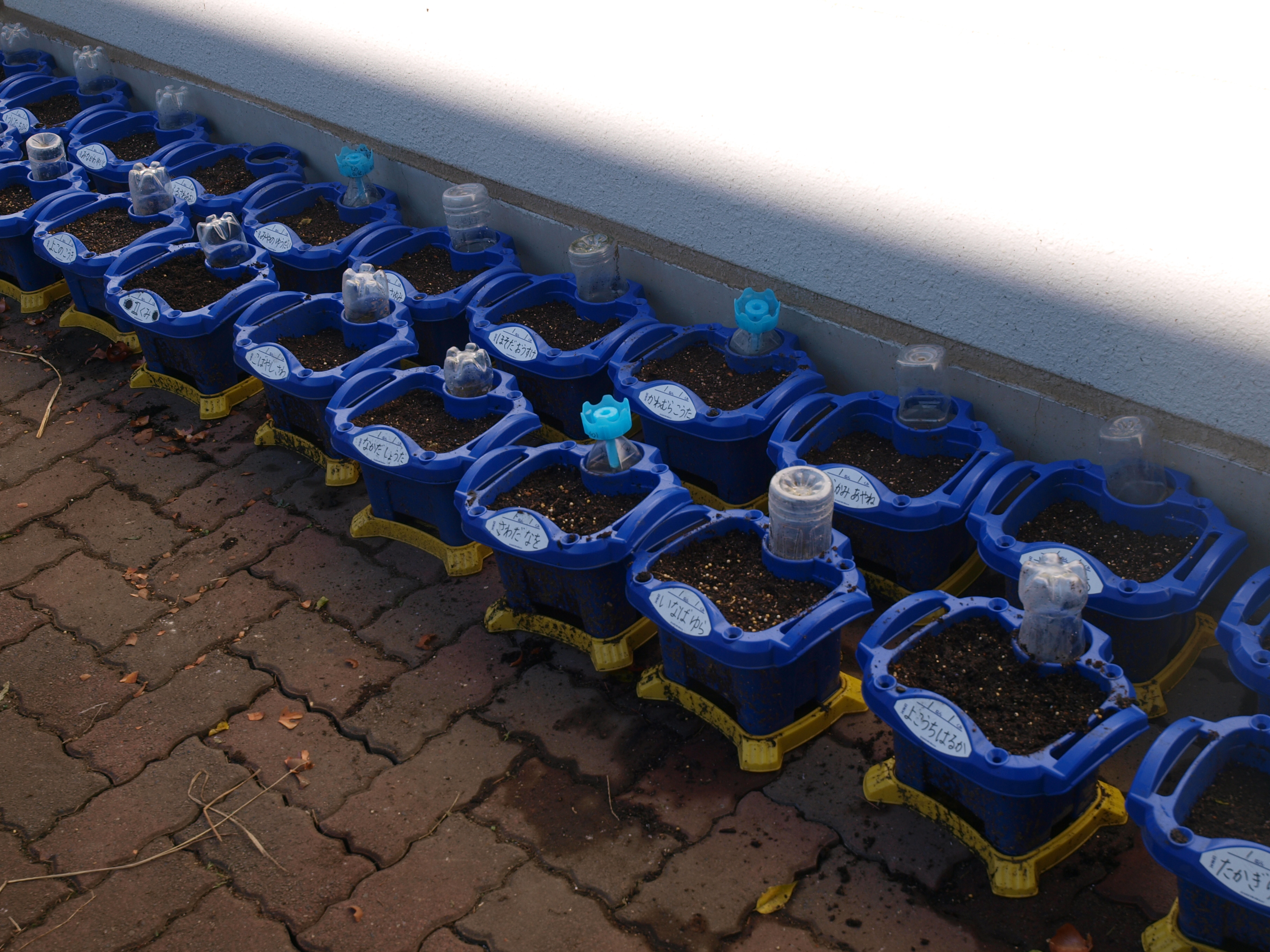 植え終わったチューリップの鉢をきれいに並べました