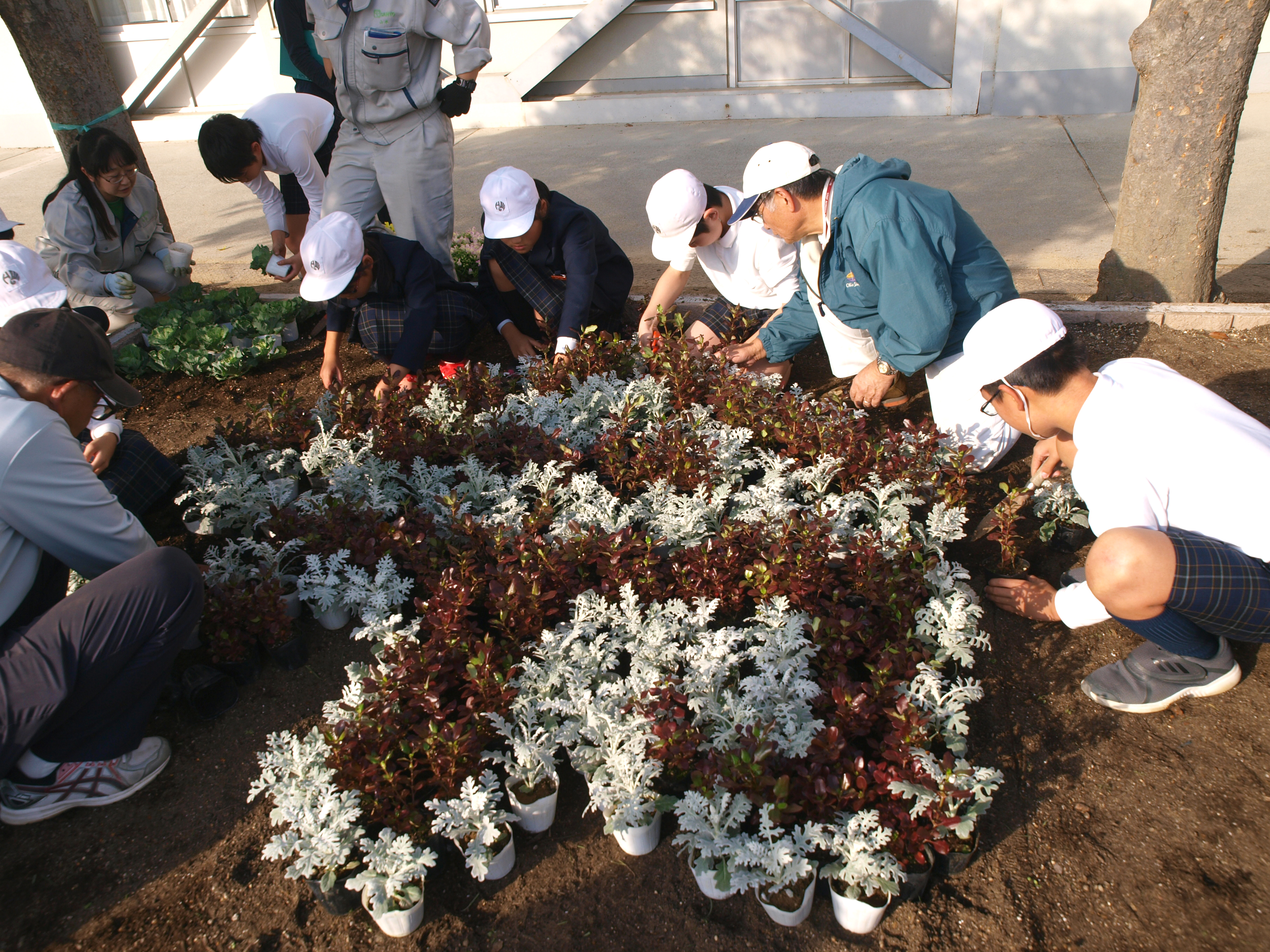 文字をコプロスマ コーヒーで、縁どりをシロタエギクで