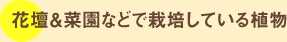 花壇＆菜園などで栽培している植物