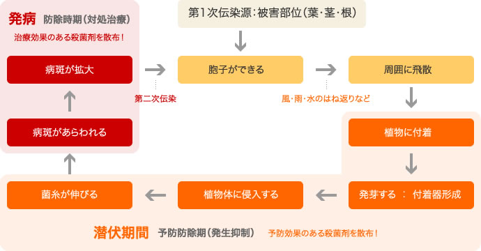 病気の発生する仕組み