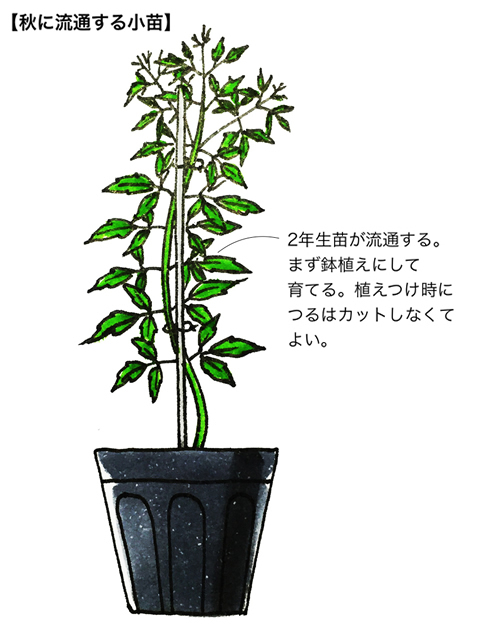 【秋に流通する小苗】