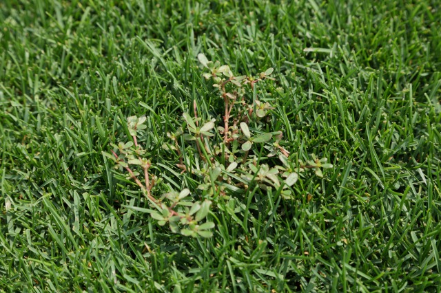 スベリヒユ（一年草）