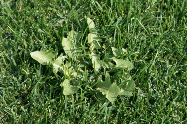 セイヨウタンポポ（多年草）