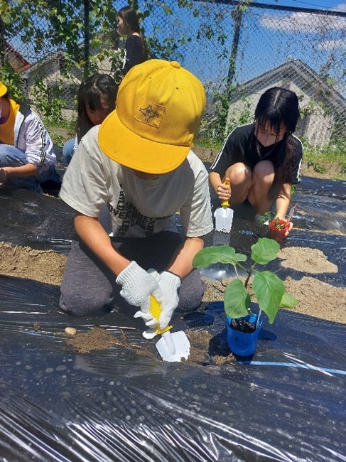 トマトやトウモロコシ等の野菜を植えました。収穫が楽しみです。
