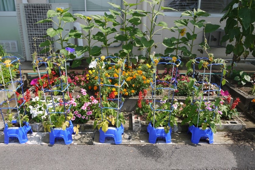 ヒマワリやあさがおなど児童が育てたい植物を育てています。