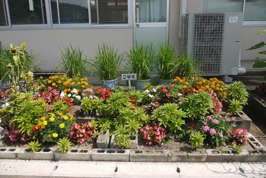 バケツ稲なども育てています。