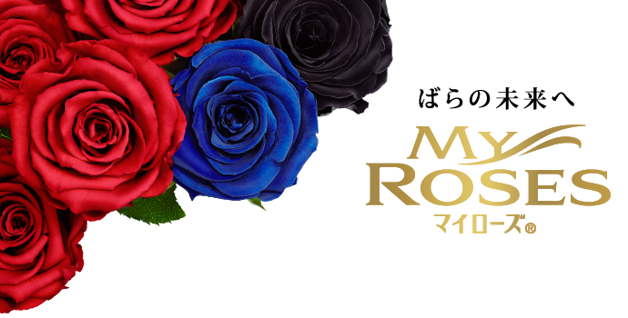 MY ROSE