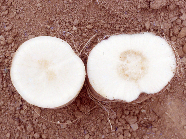 ホウ素欠乏（だいこん）②