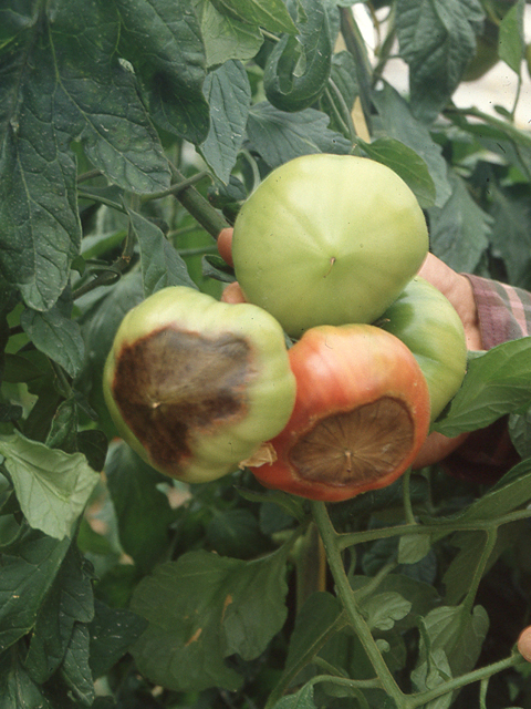 カルシウム欠乏による尻腐れ症状（トマト）
