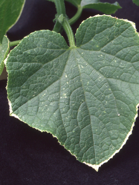 カルシウム過剰症（きゅうり）