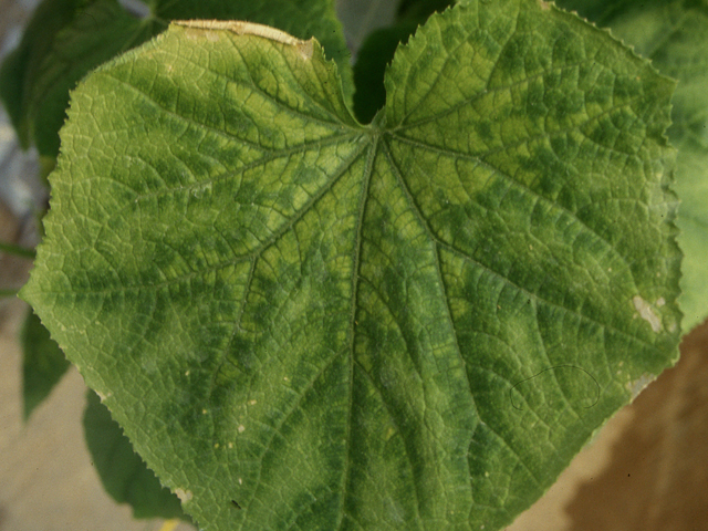 銅欠乏(きゅうり)