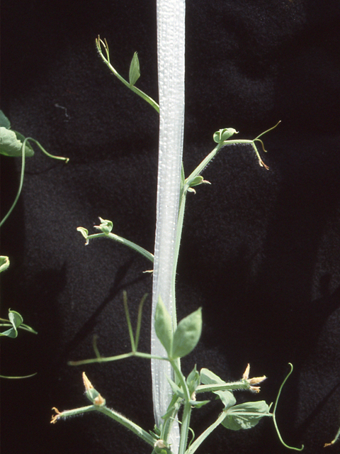 銅欠乏(スイトピー)