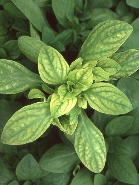 鉄欠乏(ペチュニア)