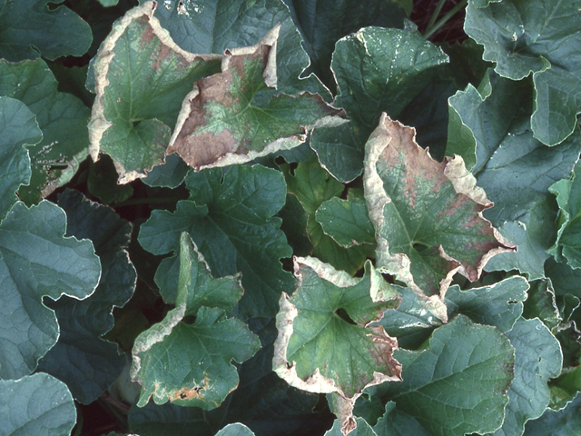 カリ欠乏(メロン)