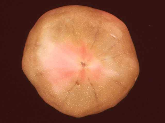 カリ欠乏による黒すじ症状(トマト)