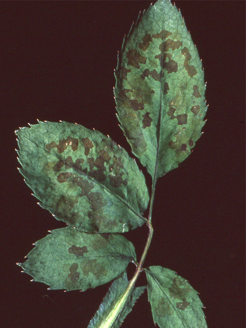 マグネシウム欠乏(ばら)