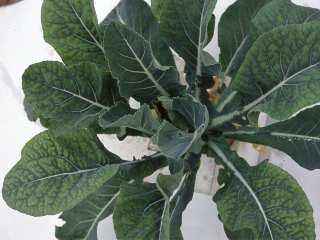 マグネシウム欠乏(ブロッコリー)