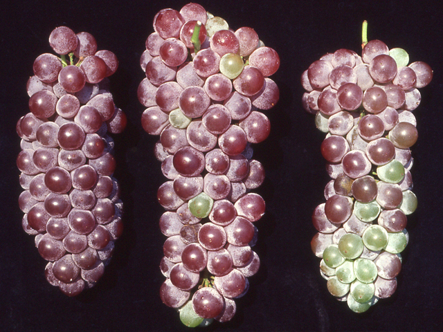 マンガン欠乏による着色不良(ぶどう)